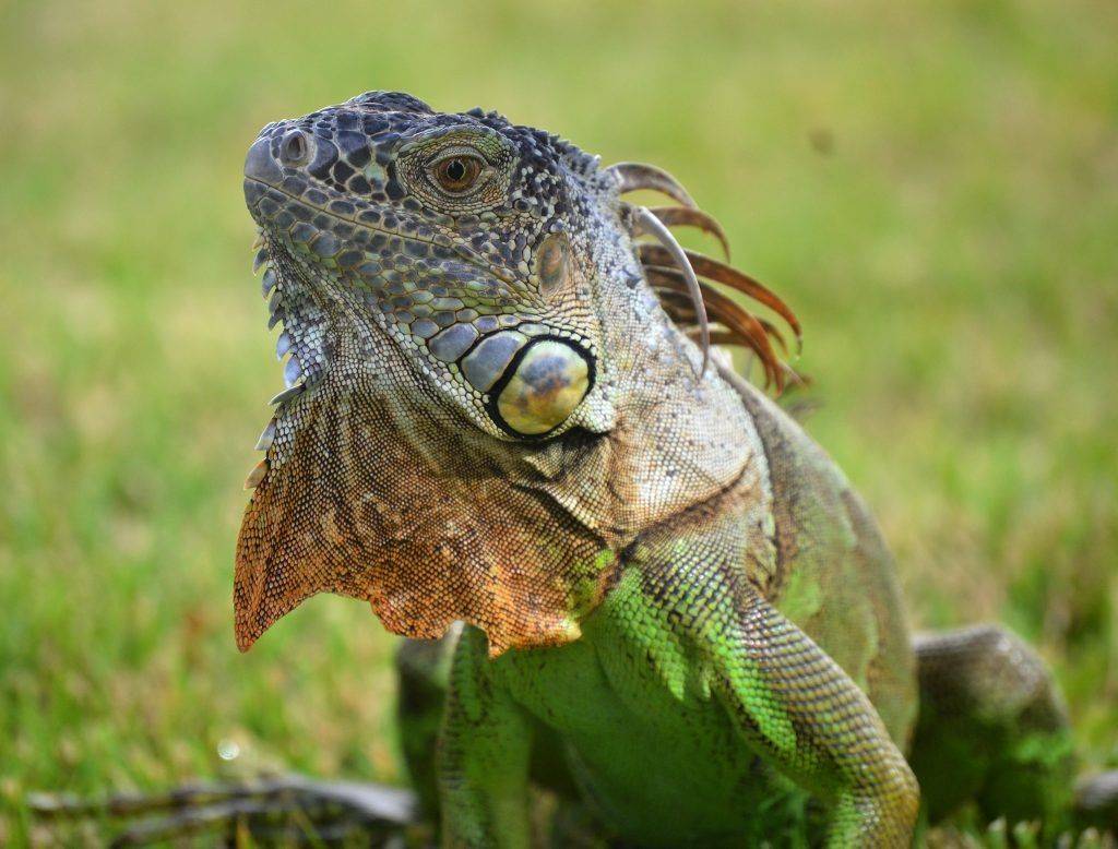 Iguana Amazonica